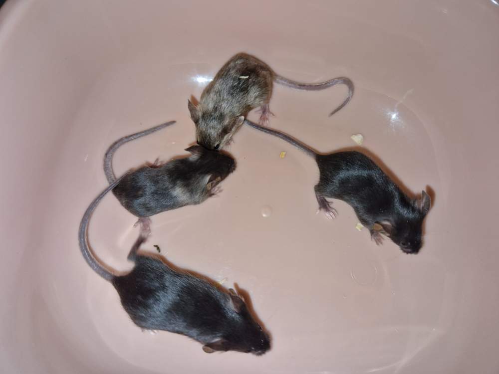 Fancy mouse Breeder Mus musculus 