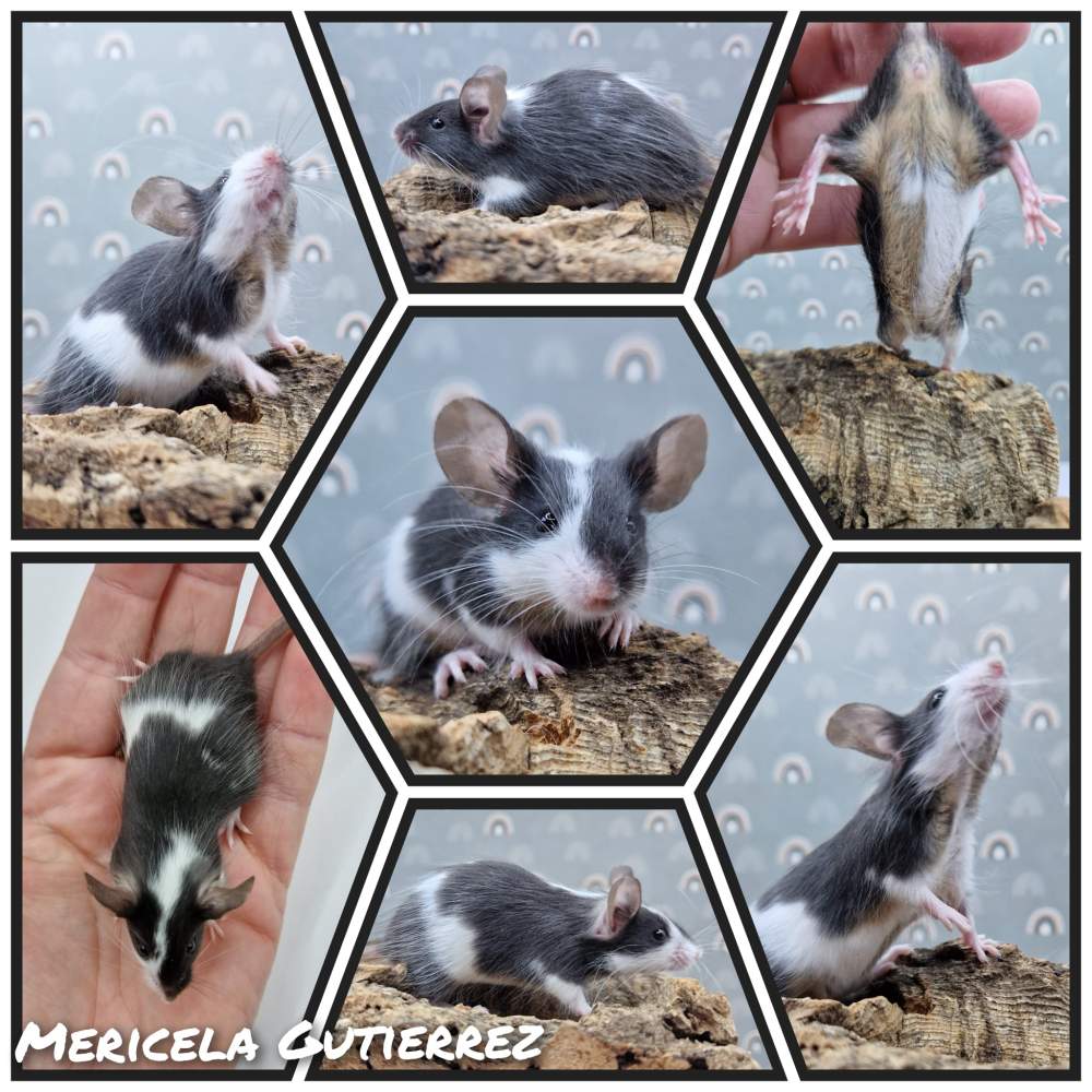 Fancy mouse Owned by other Mus musculus 