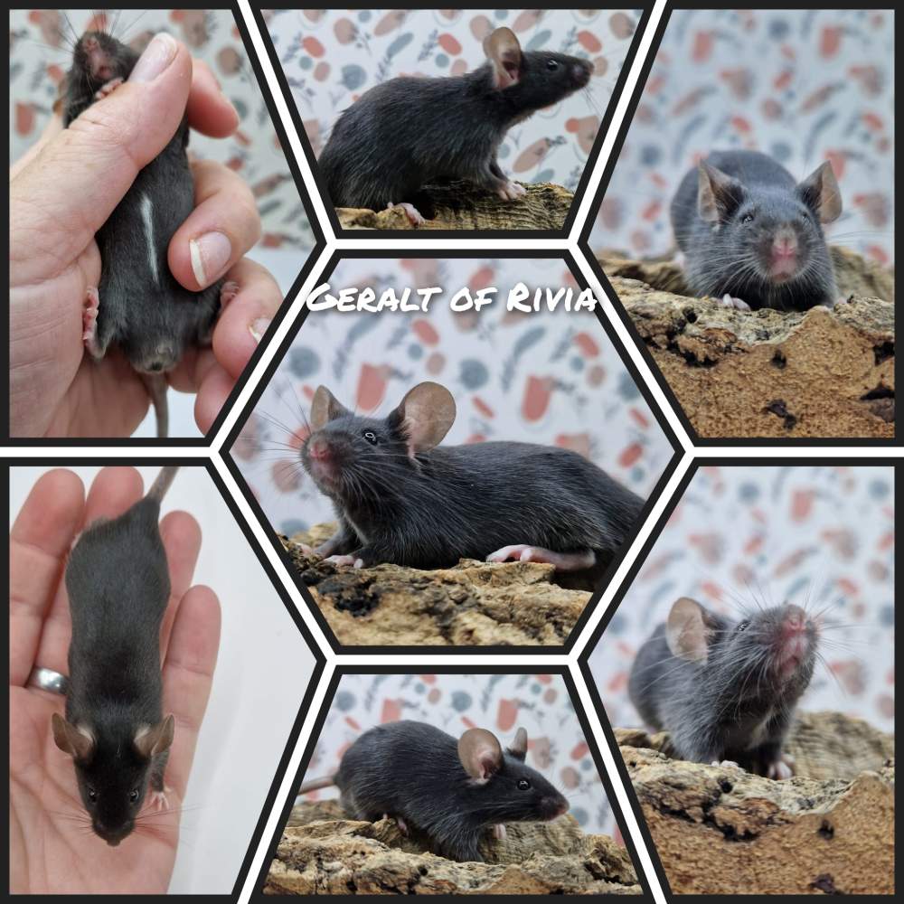 Fancy mouse Breeder Mus musculus 