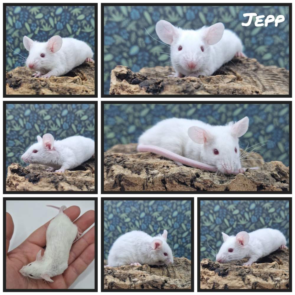 Fancy mouse Deceased Mus musculus 