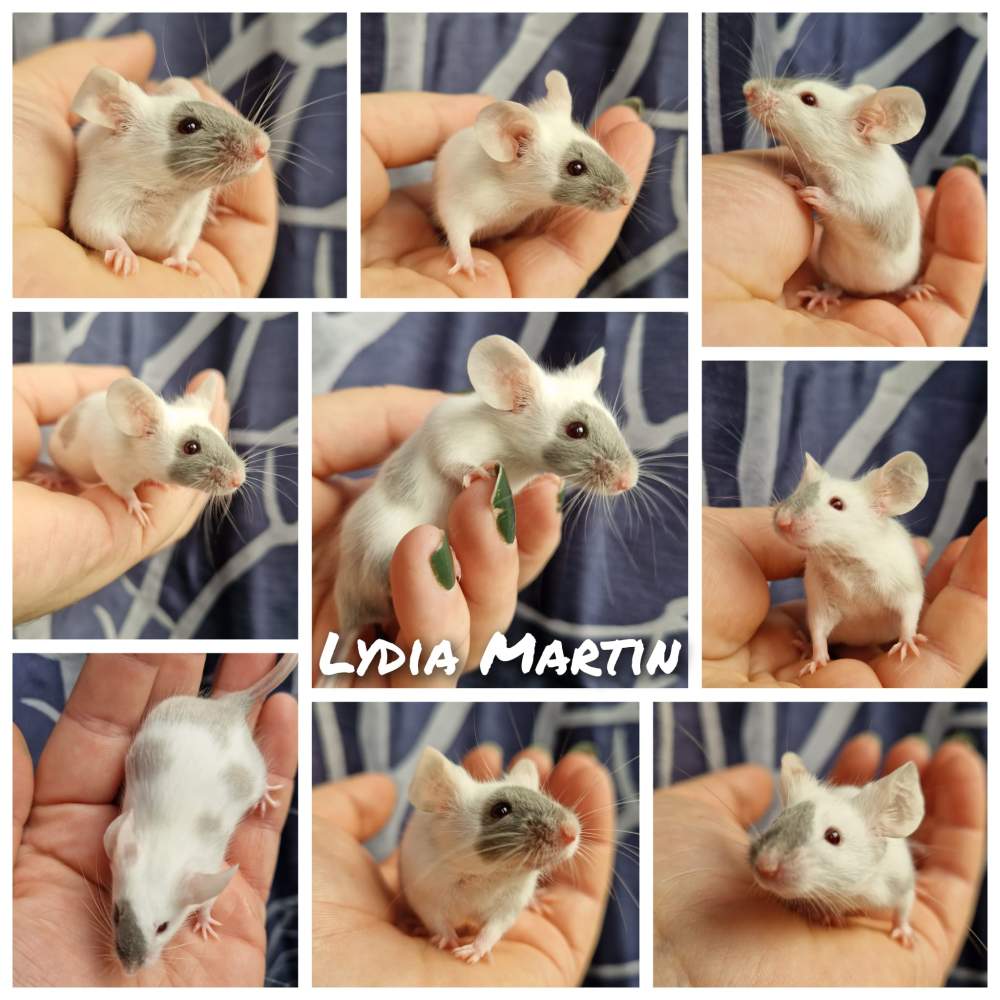 Fancy mouse Breeder Mus musculus 