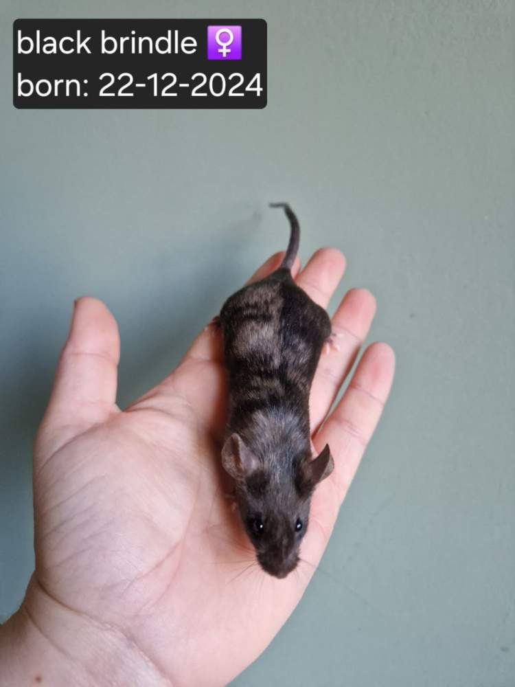 Fancy mouse Breeder Mus musculus 