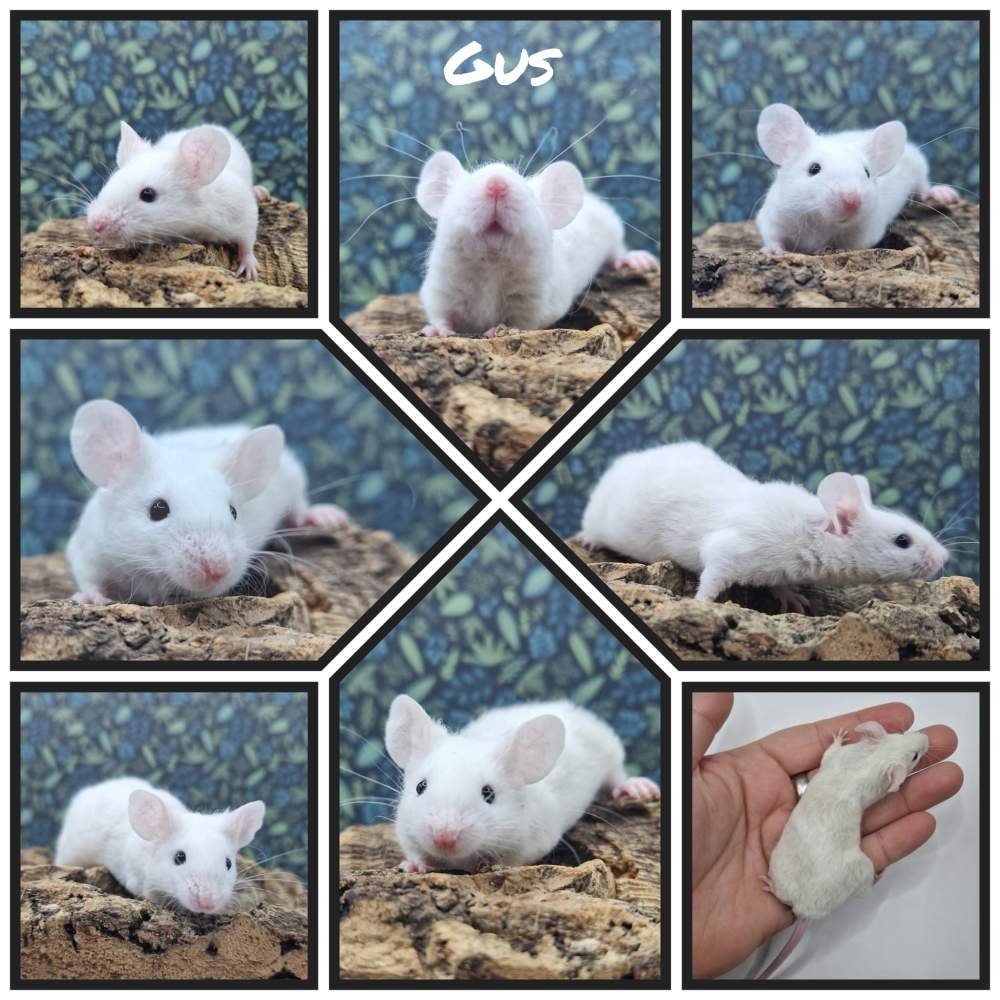 Fancy mouse Deceased Mus musculus 