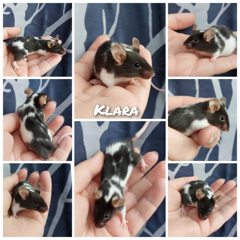 Fancy mouse Breeder Mus musculus 