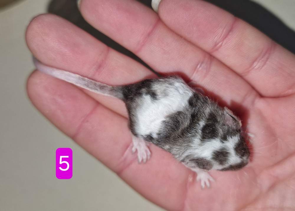 Fancy mouse Pet only Mus musculus 