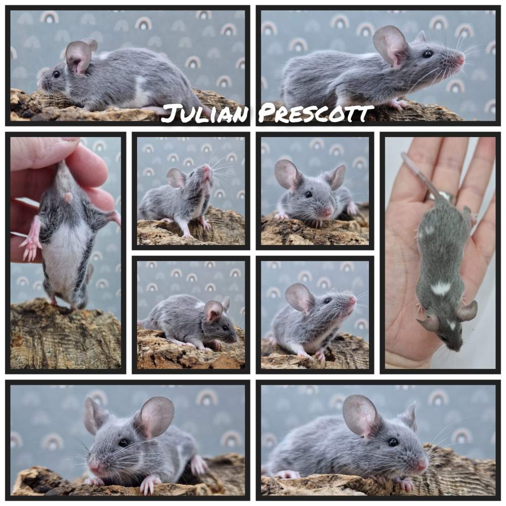 Fancy mouse Owned by other Mus musculus 