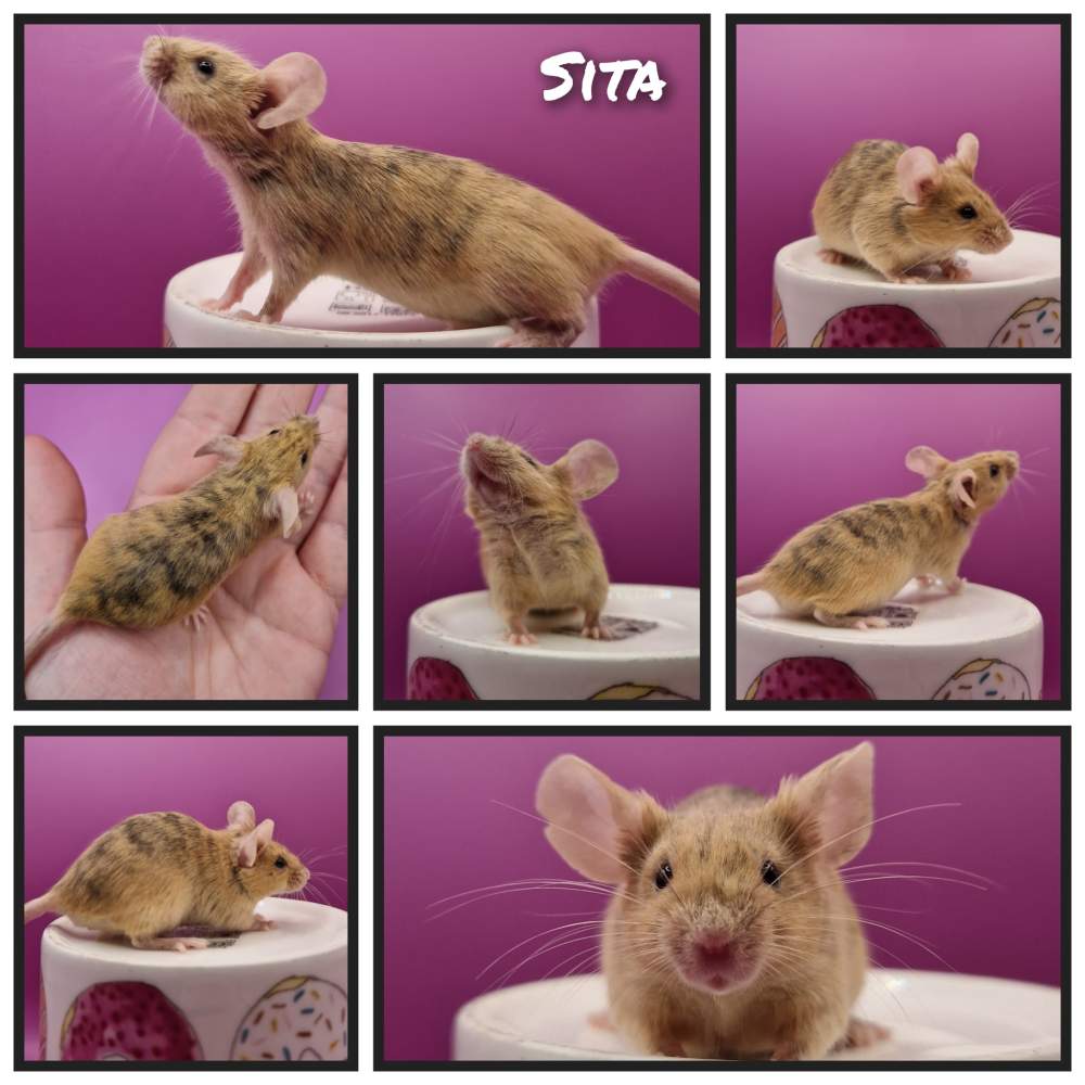 Fancy mouse Retired Mus musculus 