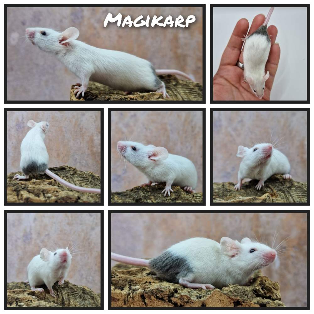 Fancy mouse Deceased Mus musculus 