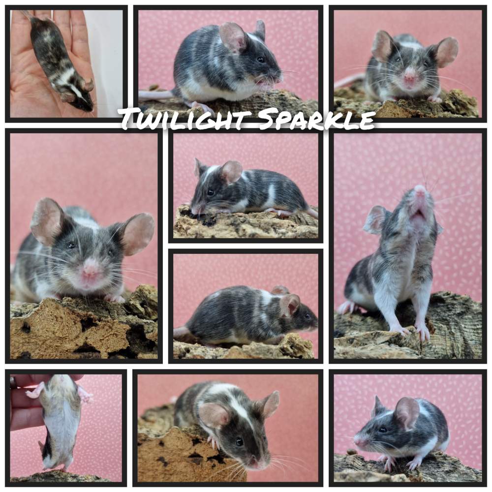 Fancy mouse Retired Mus musculus 