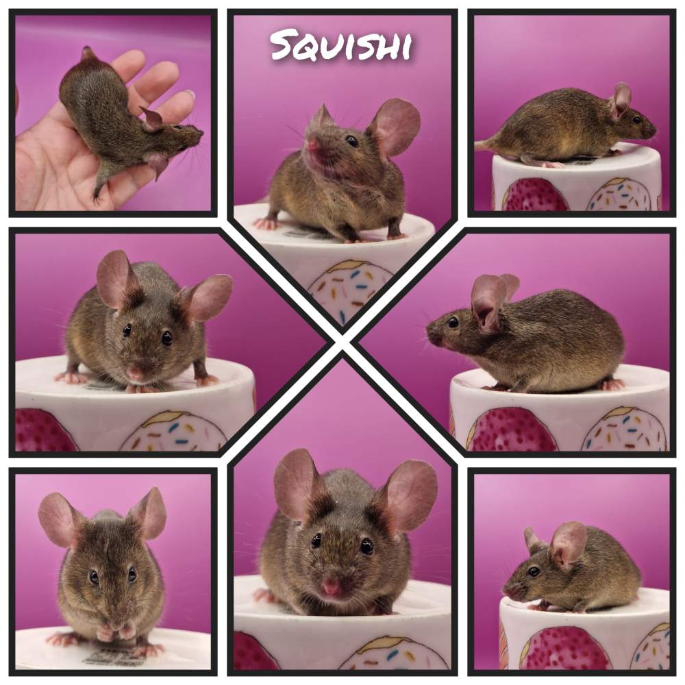 Fancy mouse Retired Mus musculus 