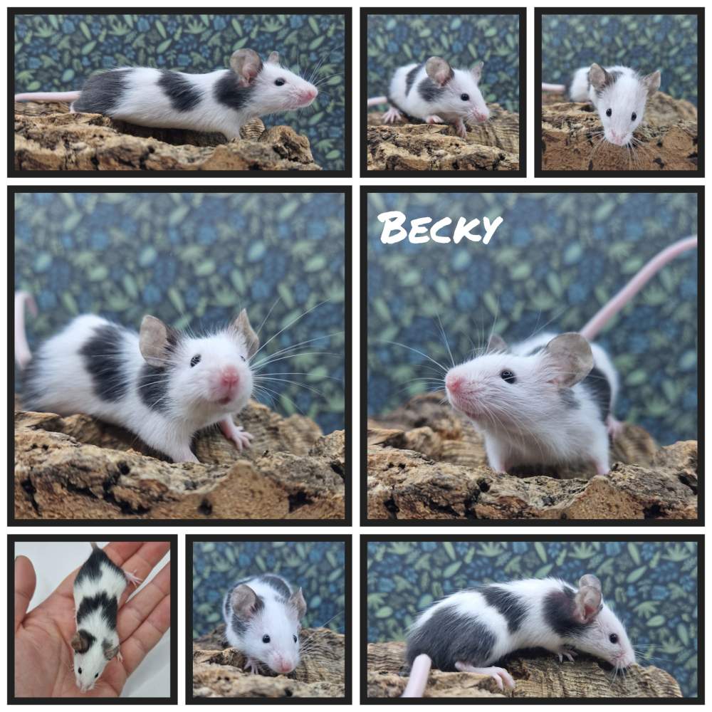 Fancy mouse Owned by other Mus musculus 