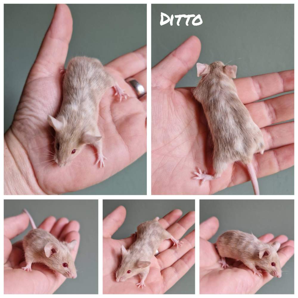 Fancy mouse Breeder Mus musculus 