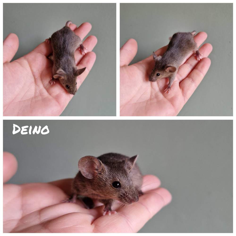 Fancy mouse Pet only Mus musculus 