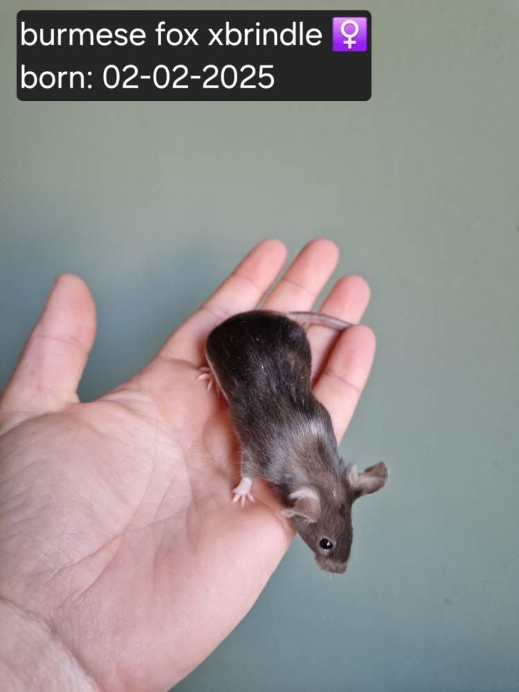 Fancy mouse Pet only Mus musculus 
