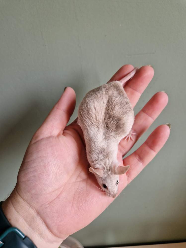 Fancy mouse Retired Mus musculus 