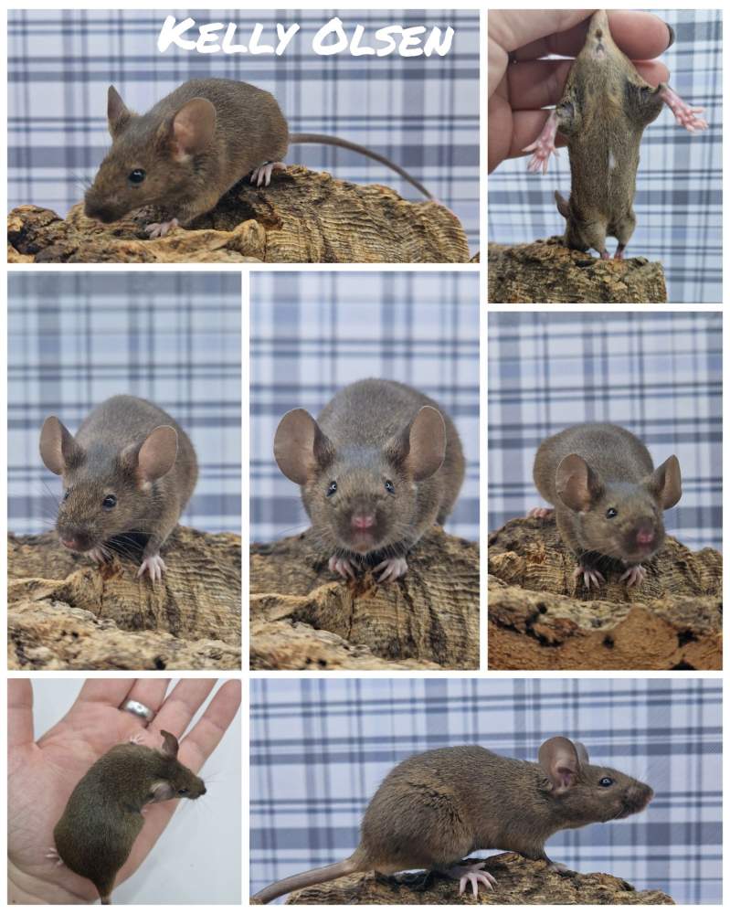 Fancy mouse Owned by other Mus musculus 