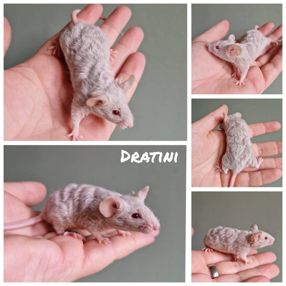 Fancy mouse Breeder Mus musculus 