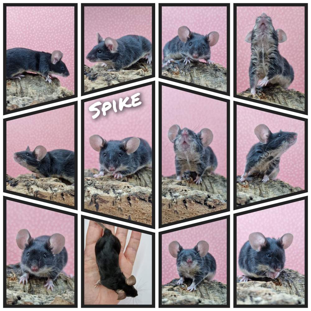 Fancy mouse Deceased Mus musculus 