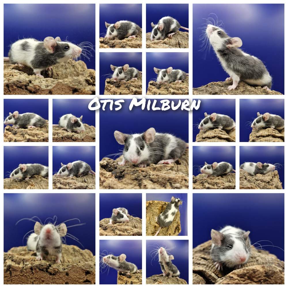 Fancy mouse Breeder Mus musculus 