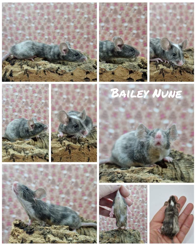Fancy mouse Breeder Mus musculus 