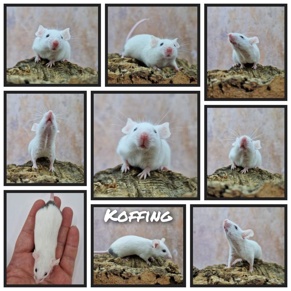 Fancy mouse Deceased Mus musculus 