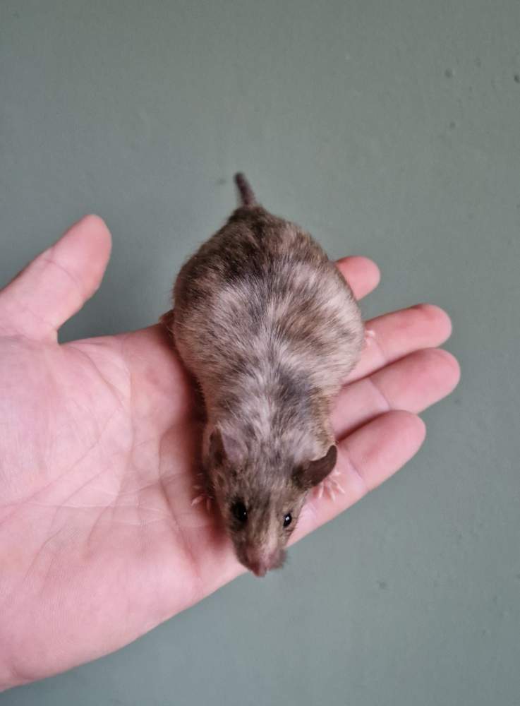 Fancy mouse Breeder Mus musculus 