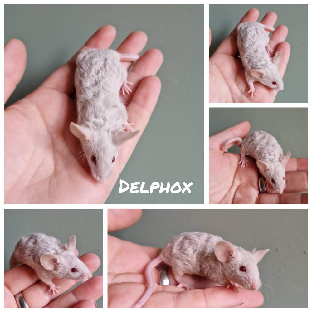 Fancy mouse Breeder Mus musculus 