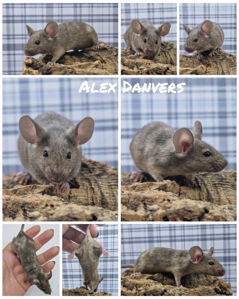 Fancy mouse Breeder Mus musculus 