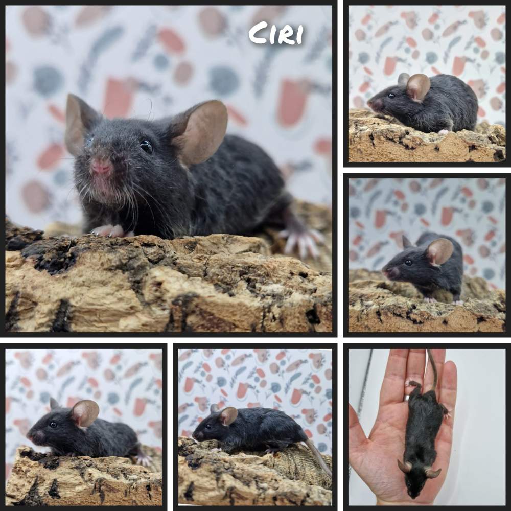 Fancy mouse Free Mus musculus 