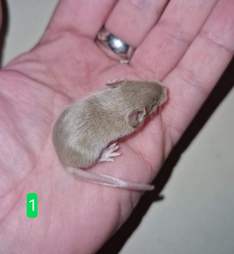 Fancy mouse Deceased Mus musculus 