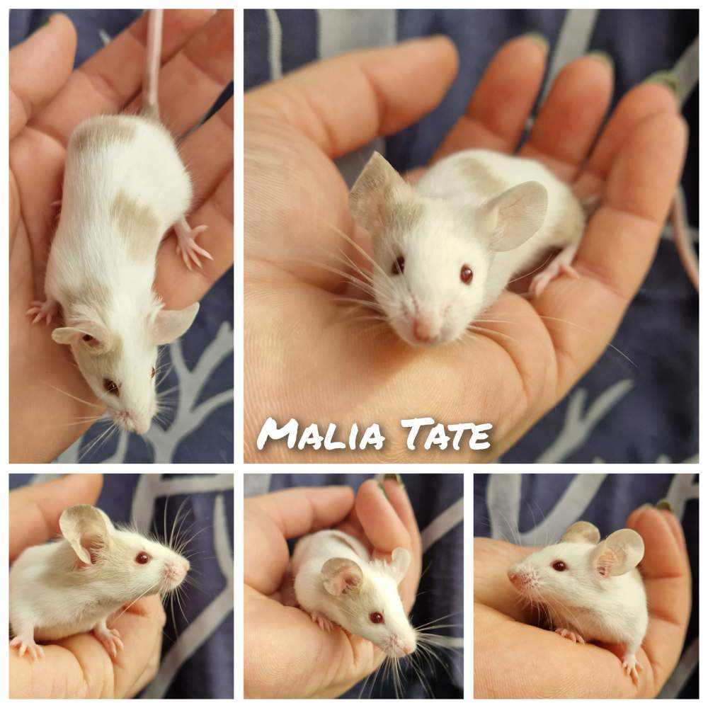 Fancy mouse Breeder Mus musculus 