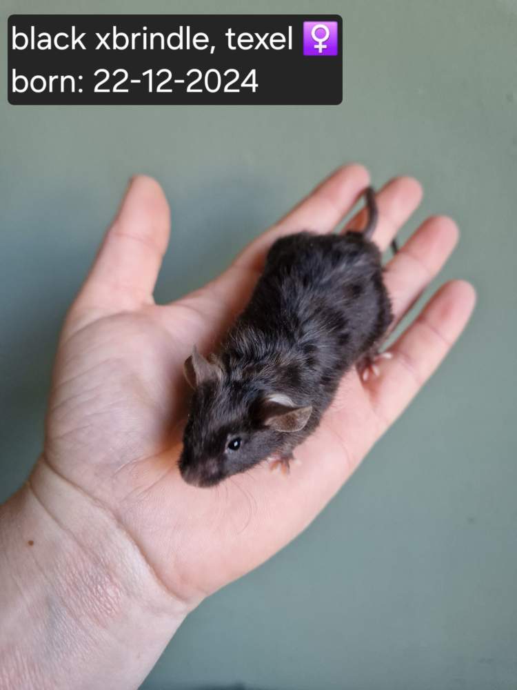 Fancy mouse Breeder Mus musculus 