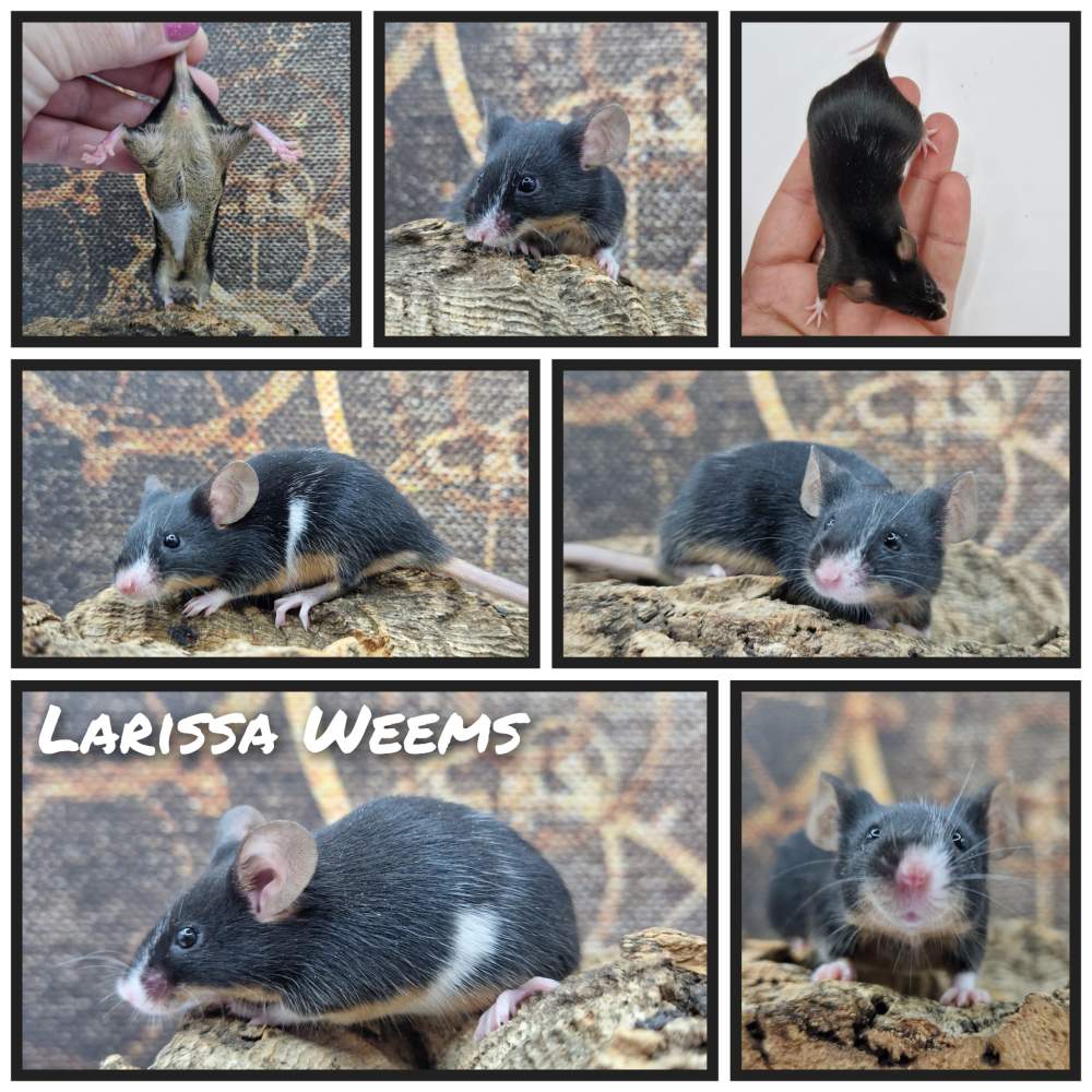 Fancy mouse Owned by other Mus musculus 