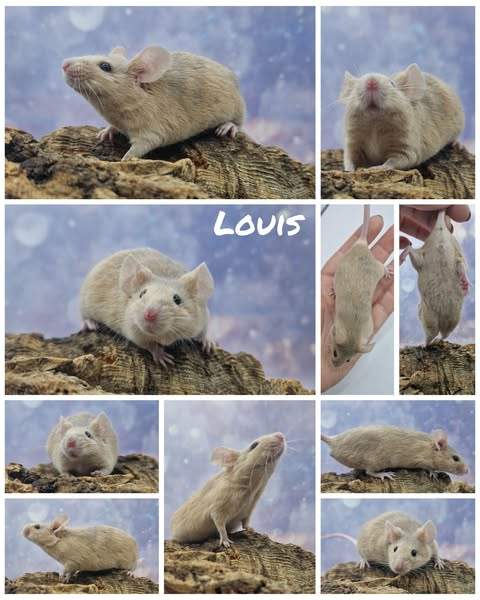 Fancy mouse Free Mus musculus 