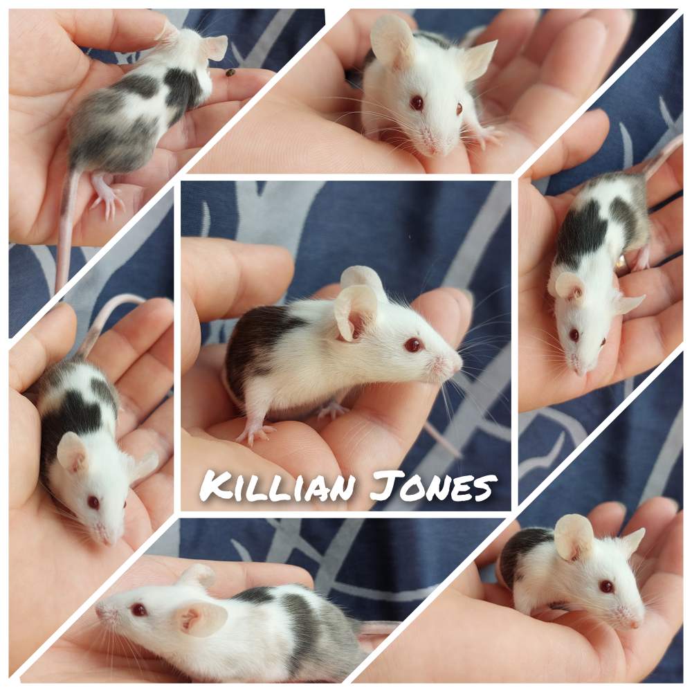 Fancy mouse Available for rehoming Mus musculus 
