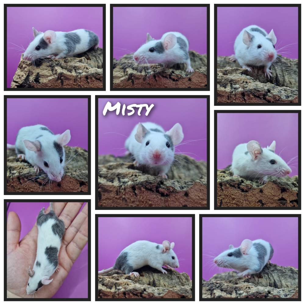 Fancy mouse Deceased Mus musculus 