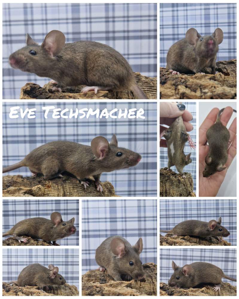 Fancy mouse Owned by other Mus musculus 