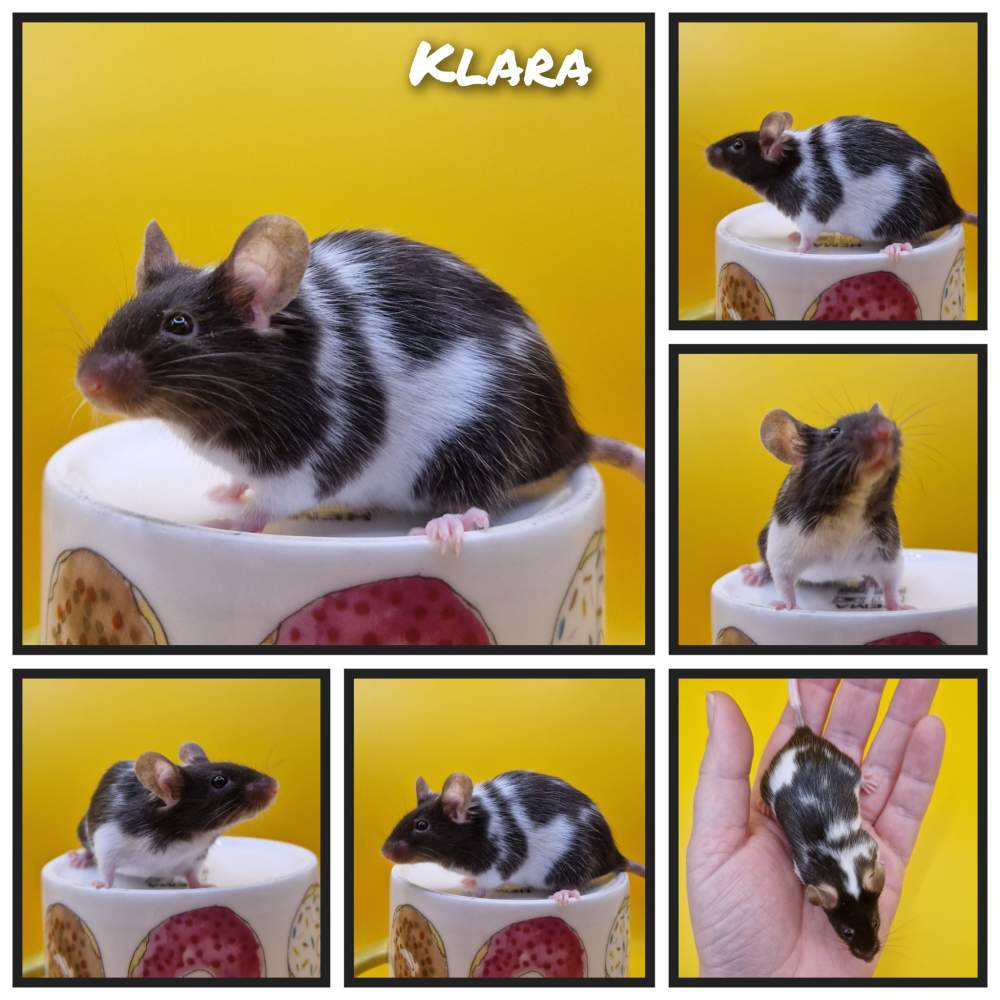 Fancy mouse Retired Mus musculus 