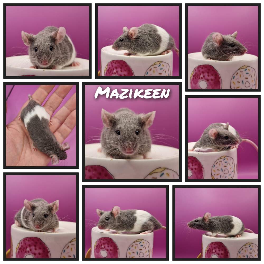 Fancy mouse Retired Mus musculus 