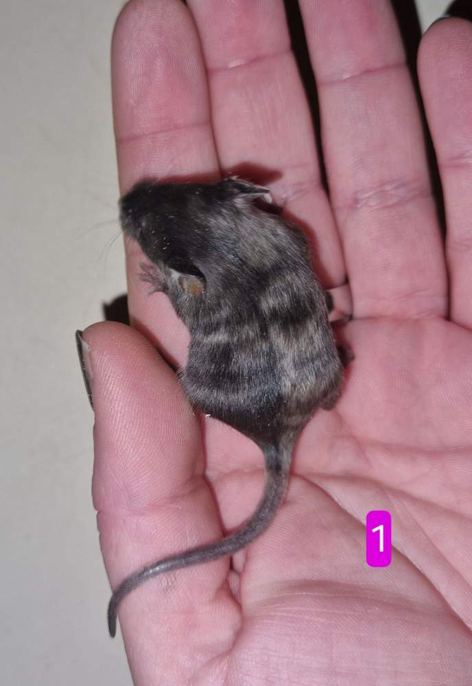 Fancy mouse Breeder Mus musculus 