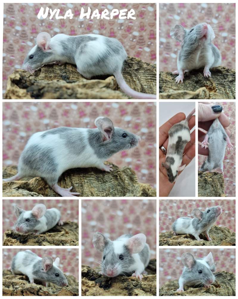 Fancy mouse Breeder Mus musculus 