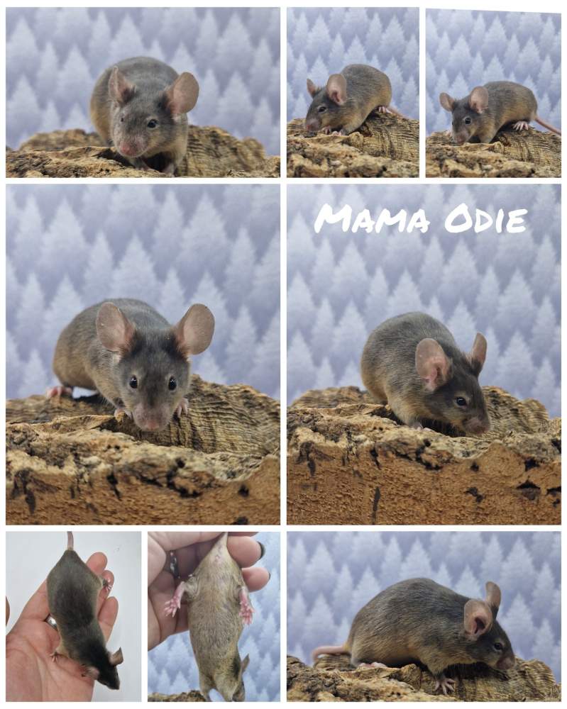 Fancy mouse Free Mus musculus 