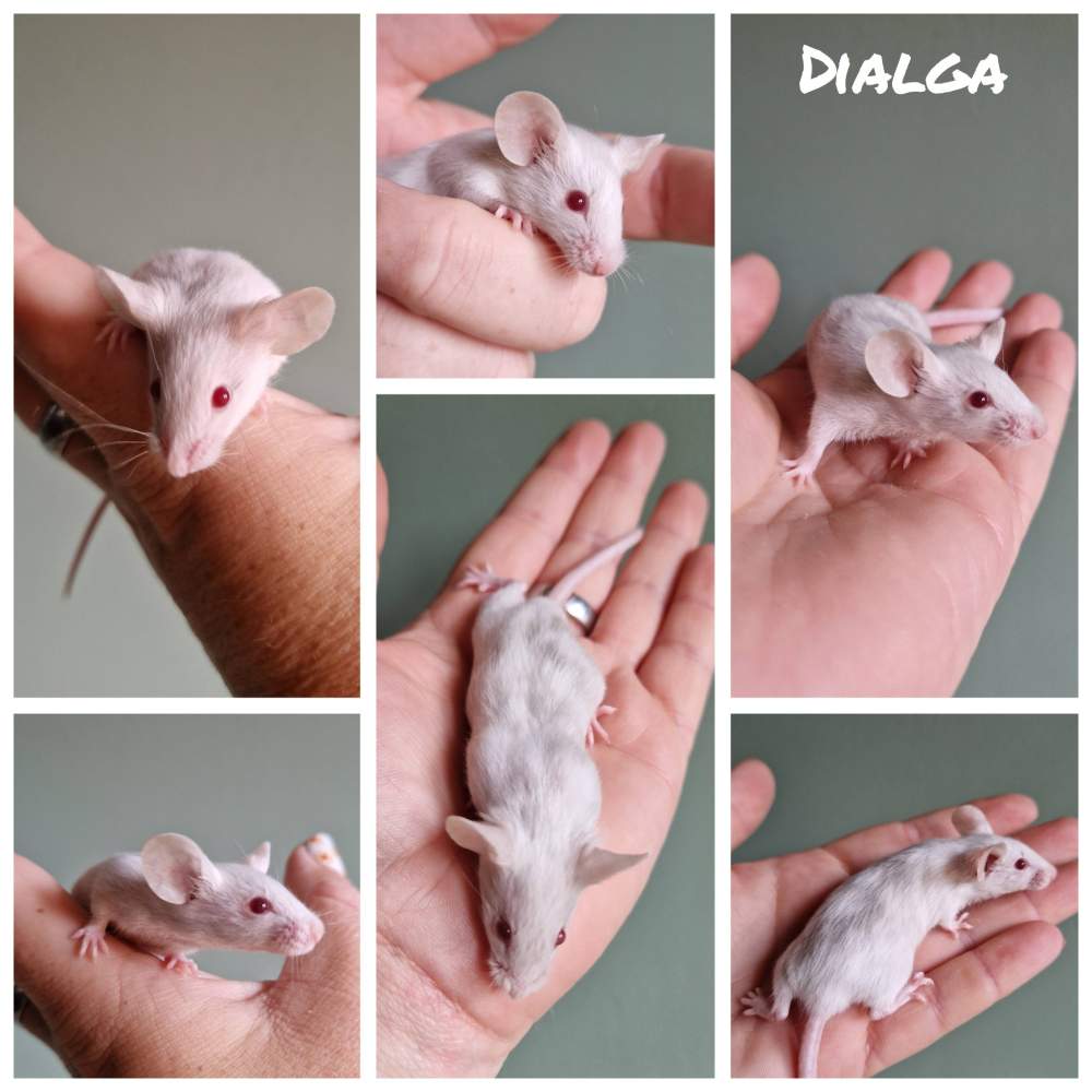 Fancy mouse Breeder Mus musculus 