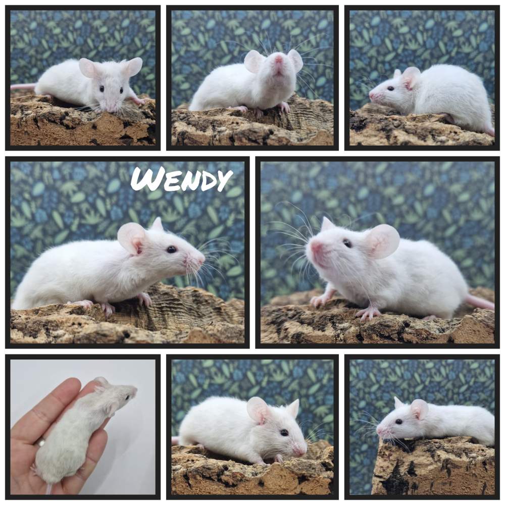 Fancy mouse Deceased Mus musculus 