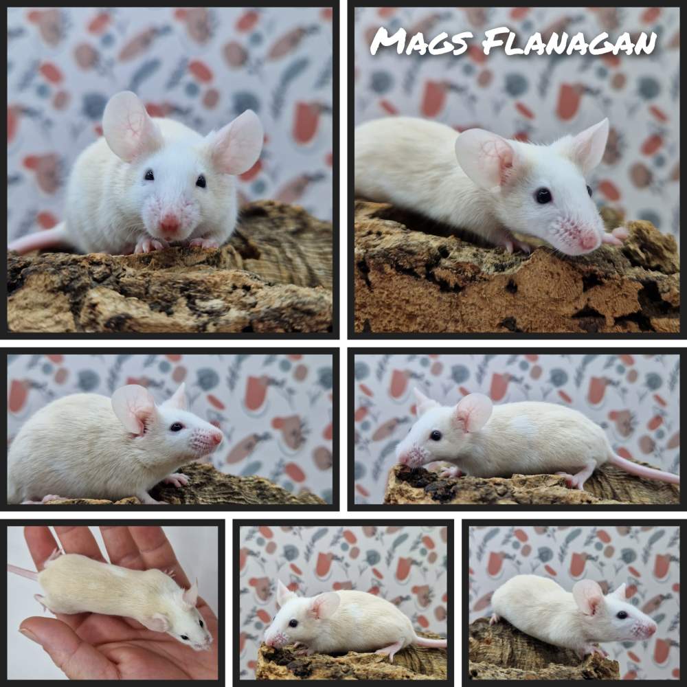 Fancy mouse Owned by other Mus musculus 