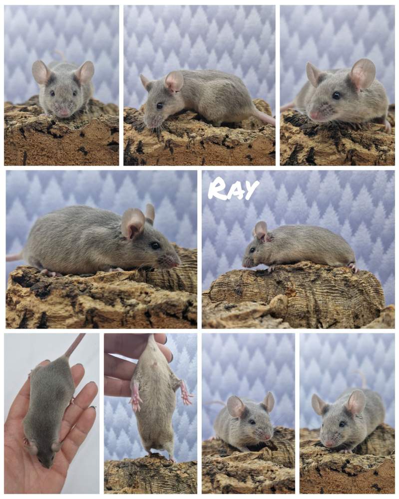 Fancy mouse Free Mus musculus 