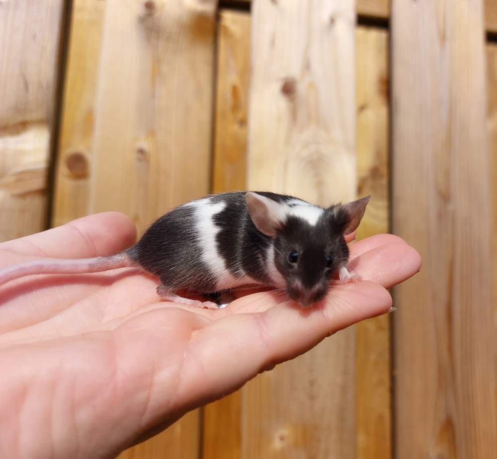 Fancy mouse Deceased Mus musculus 
