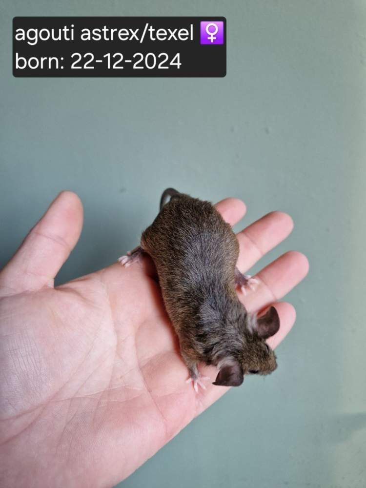 Fancy mouse Free Mus musculus 