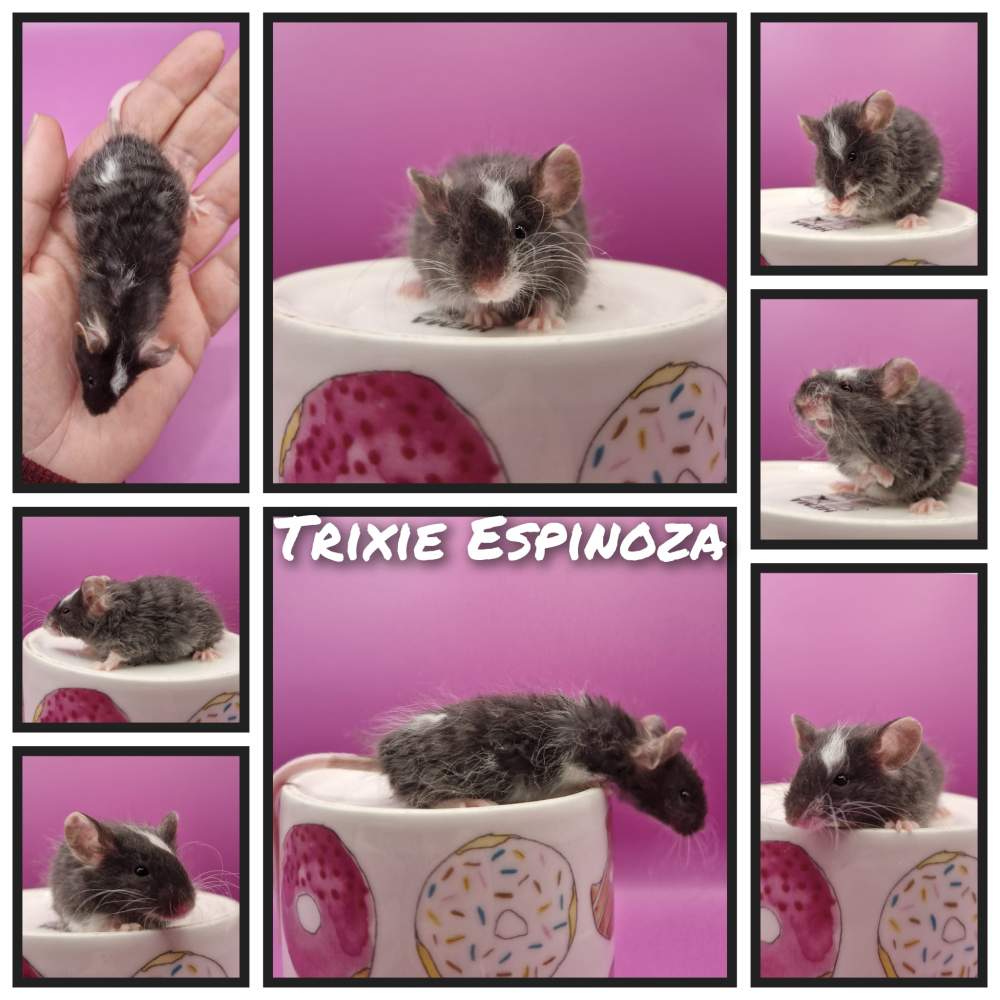 Fancy mouse Retired Mus musculus 
