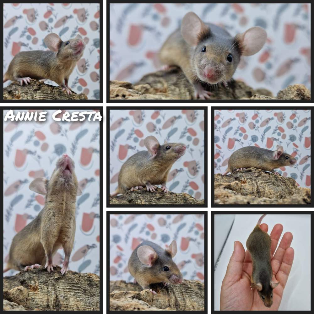 Fancy mouse Retired Mus musculus 